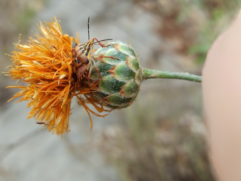 Centaurea nicolai photo 4