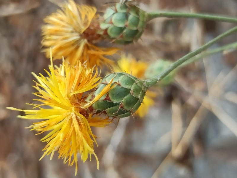 Centaurea nicolai photo 7