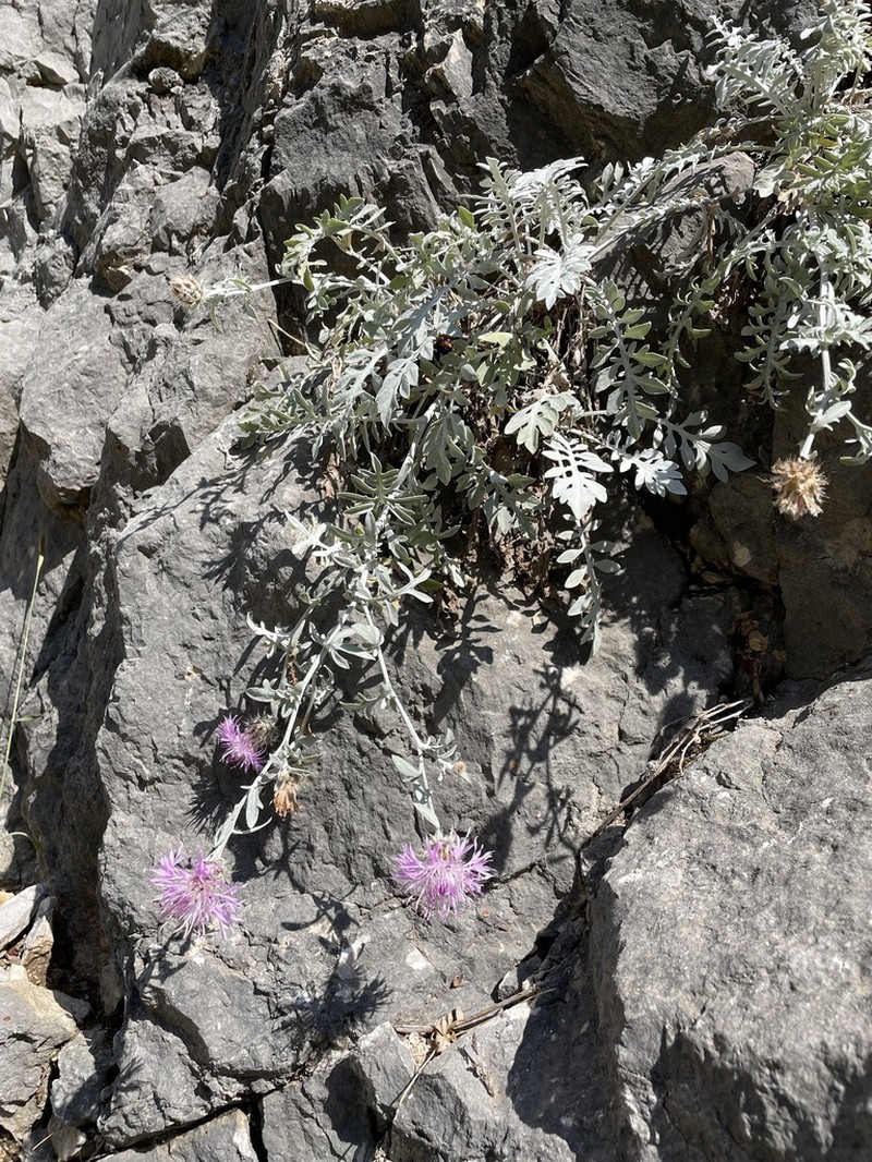 Centaurea niederi photo 2