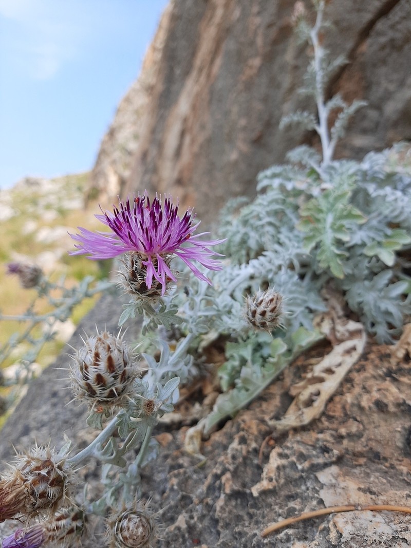 Centaurea niederi photo 3