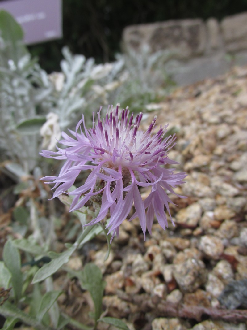 Centaurea niederi photo 4