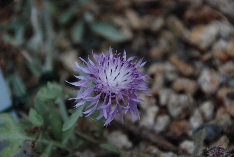 Centaurea niederi photo 5