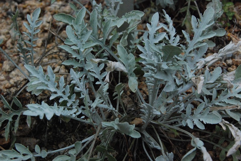 Centaurea niederi photo 6