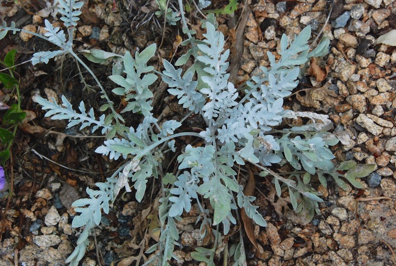 Centaurea niederi photo 8
