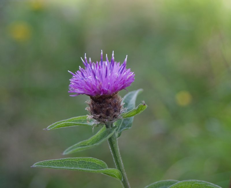 Lesser Knapweed