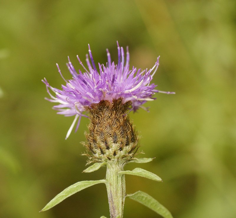 Lesser Knapweed photo 2