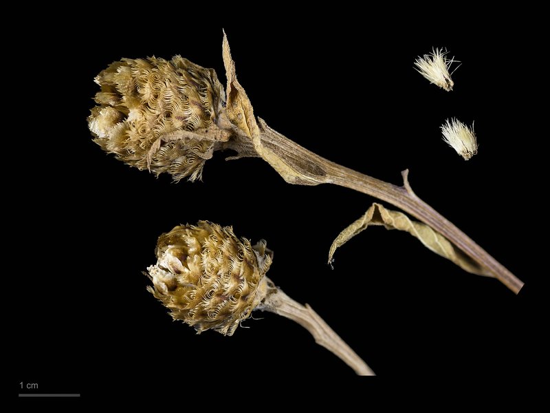 Lesser Knapweed photo 3