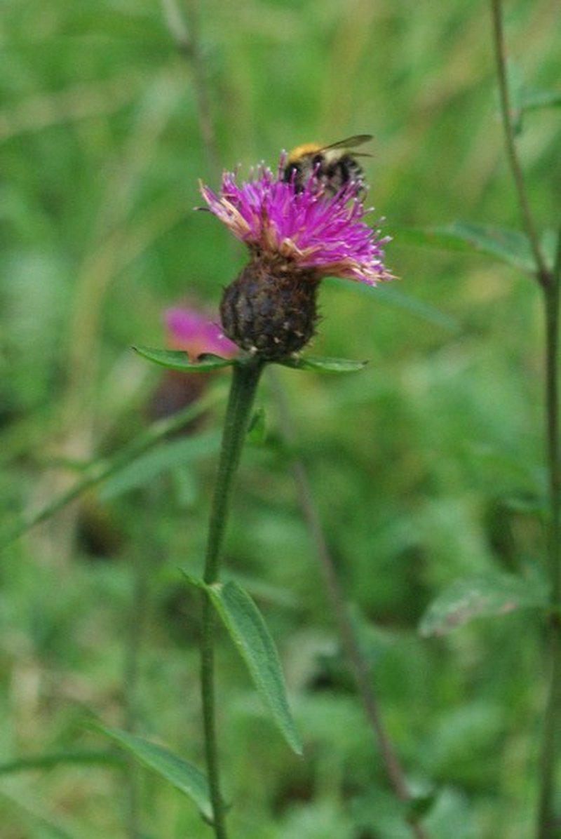 Lesser Knapweed photo 4