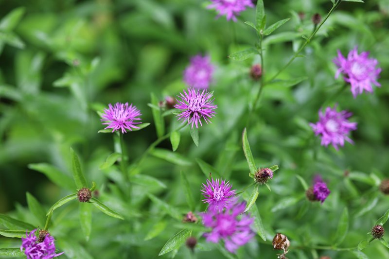 Lesser Knapweed photo 5