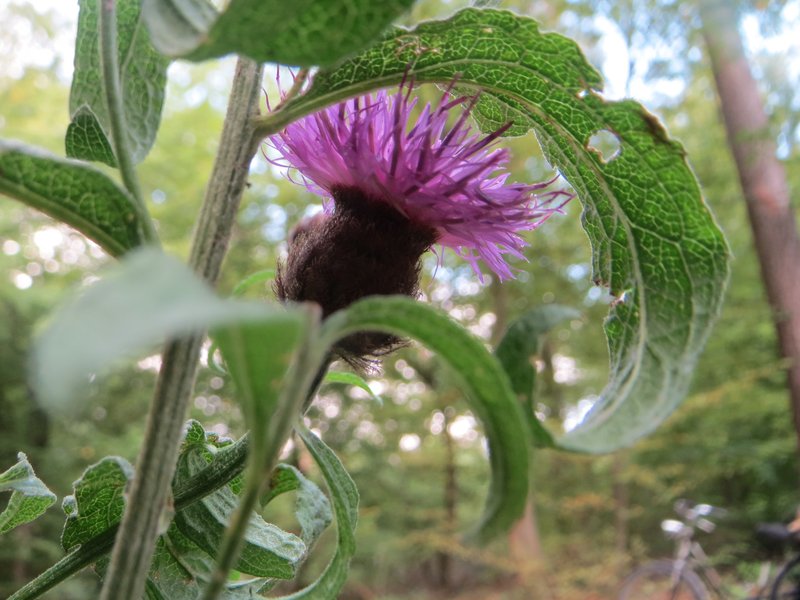 Lesser Knapweed photo 6