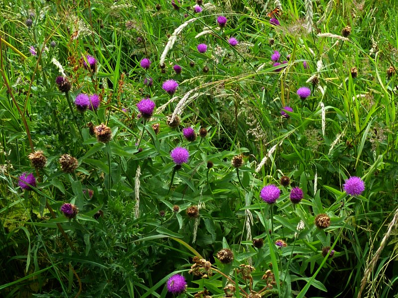 Lesser Knapweed photo 7