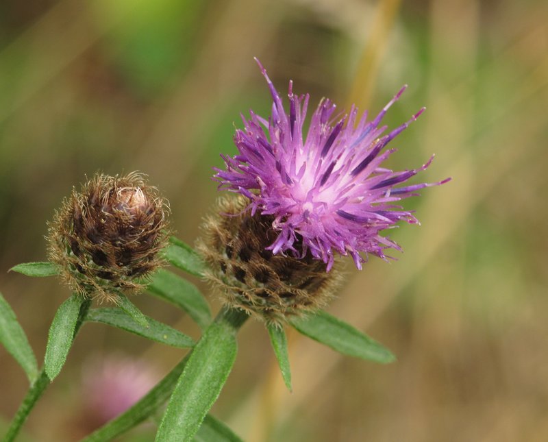 Lesser Knapweed photo 8