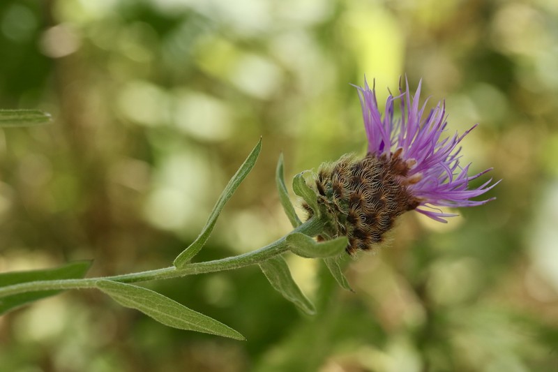 Centaurea nigra subsp. carpetana