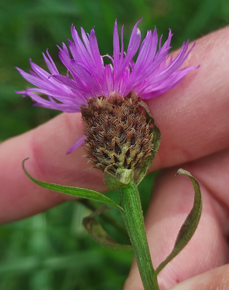 Centaurea nigra subsp. rivularis photo 2