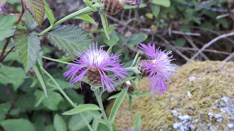 Centaurea nigra subsp. rivularis photo 3