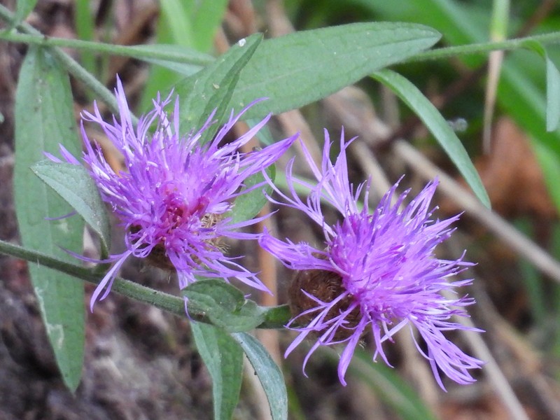 Centaurea nigra subsp. rivularis photo 4