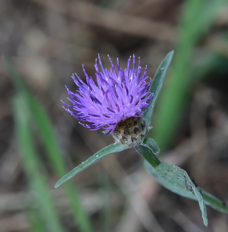 Centaurea nigra subsp. rivularis photo 5