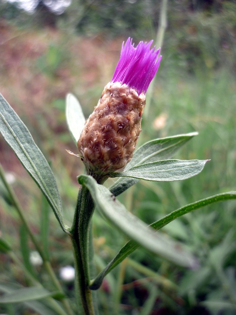 Centaurea nigra subsp. rivularis