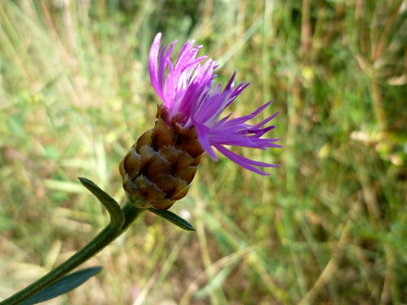 Centaurea nigra subsp. rivularis photo 6