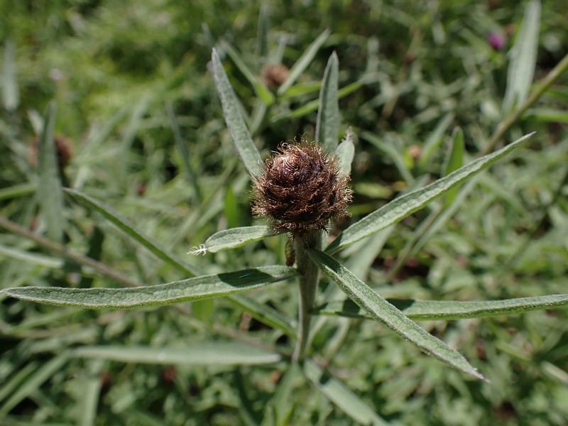 Centaurea nigra subsp. rivularis photo 7