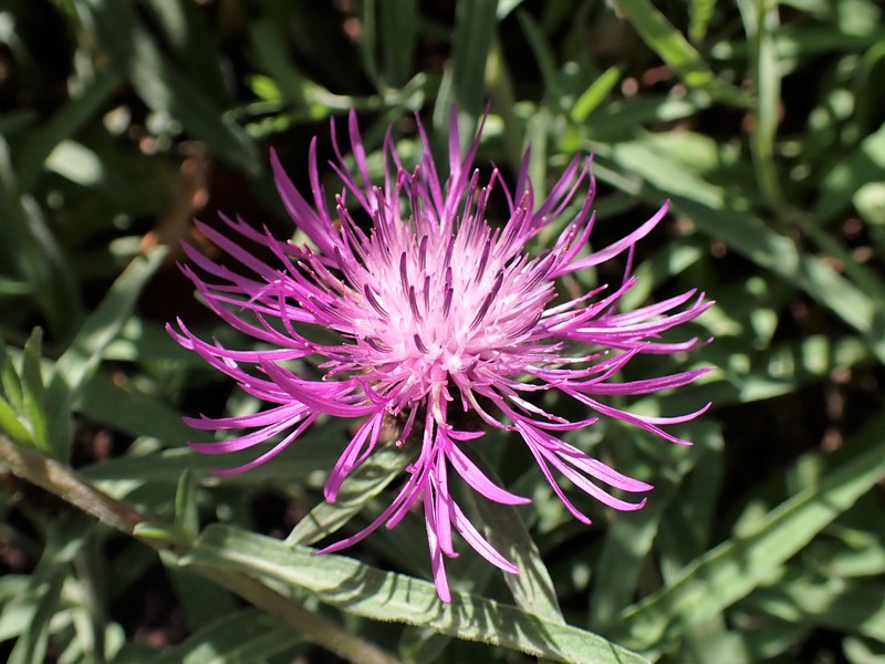 Centaurea nigra subsp. rivularis photo 8