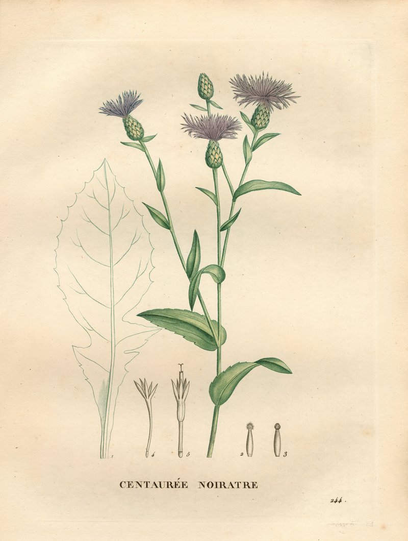 Tyrol Knapweed photo 2