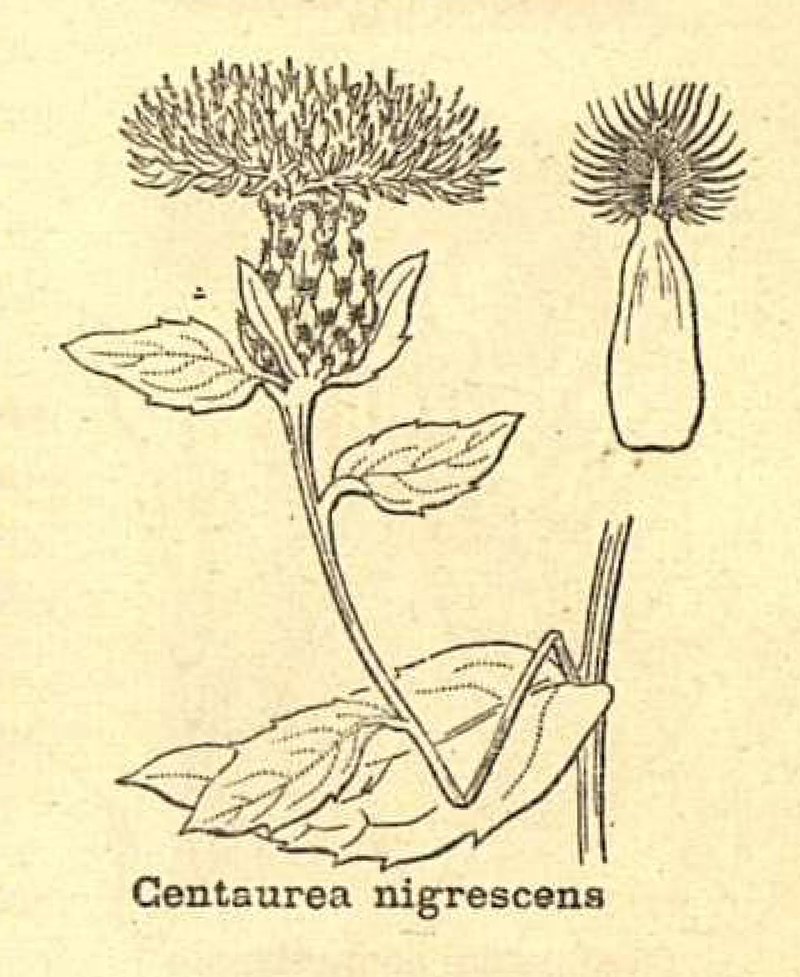 Tyrol Knapweed photo 3