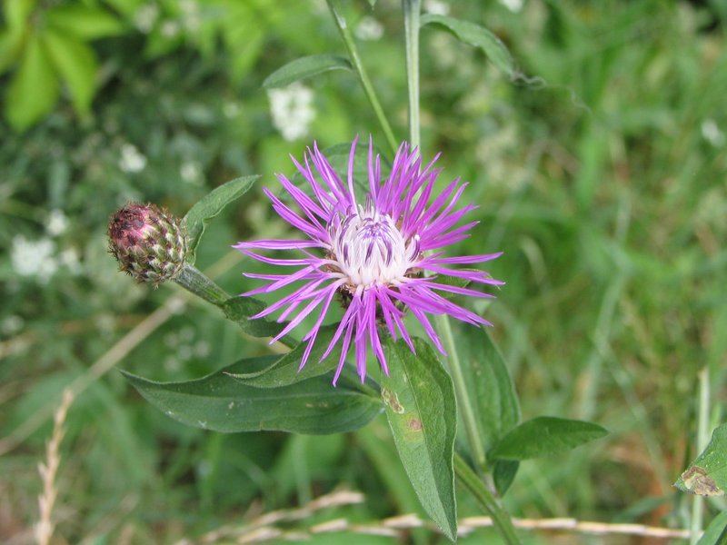 Tyrol Knapweed