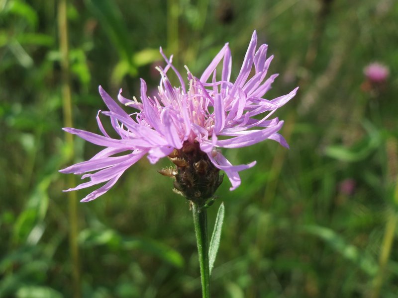 Tyrol Knapweed photo 4