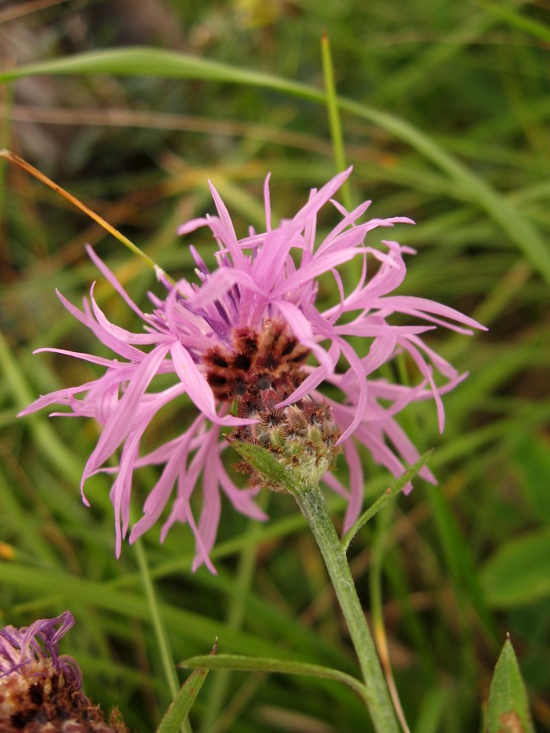Tyrol Knapweed photo 5