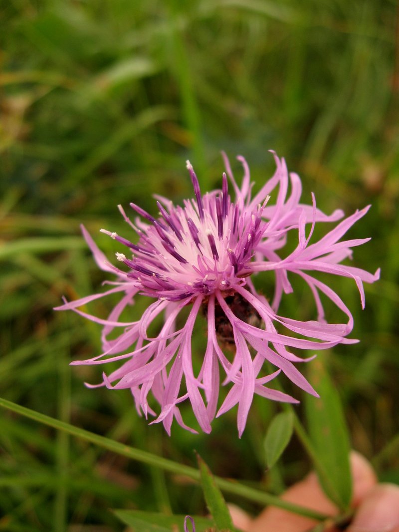Tyrol Knapweed photo 7