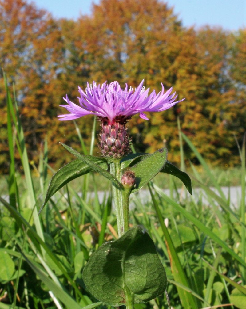 Tyrol Knapweed photo 8