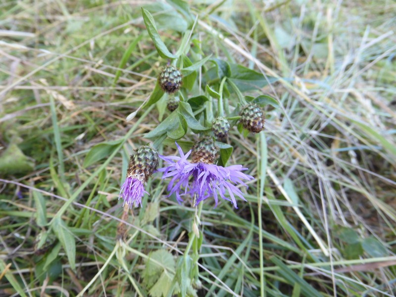 Centaurea nigrescens subsp. nigrescens