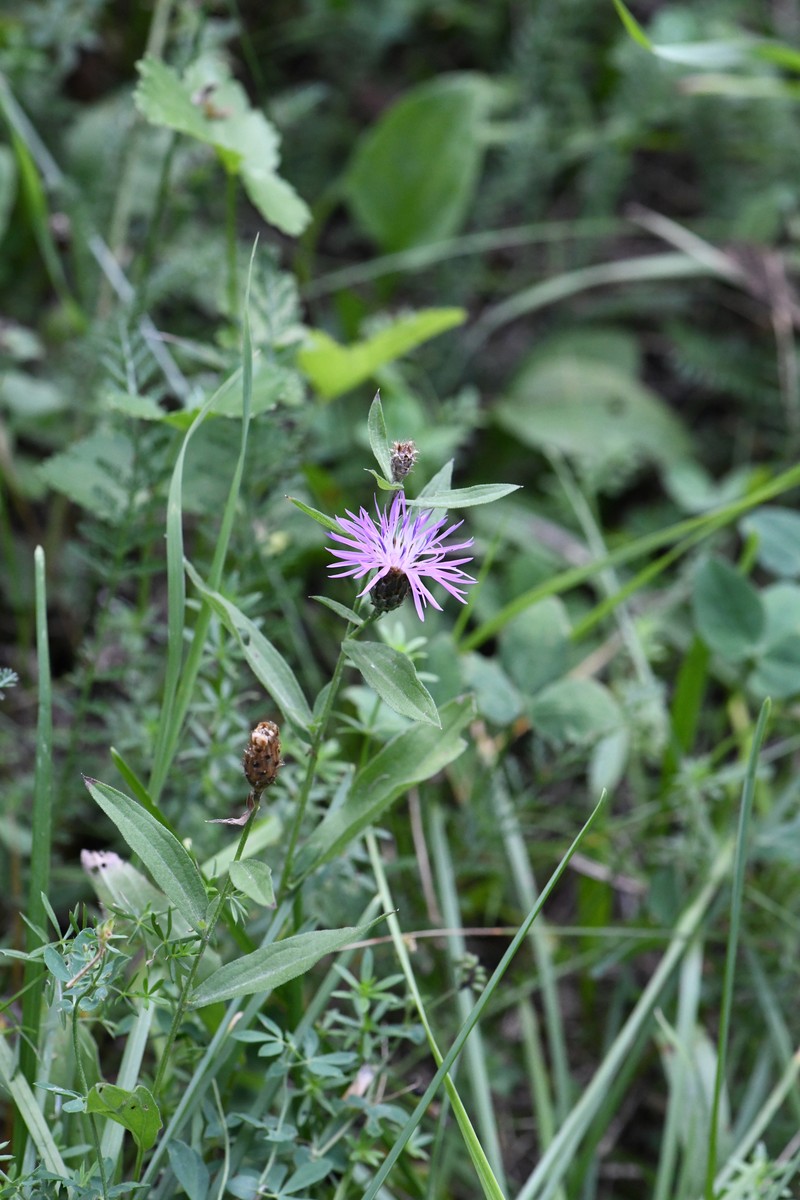 Centaurea nigrescens subsp. nigrescens photo 2