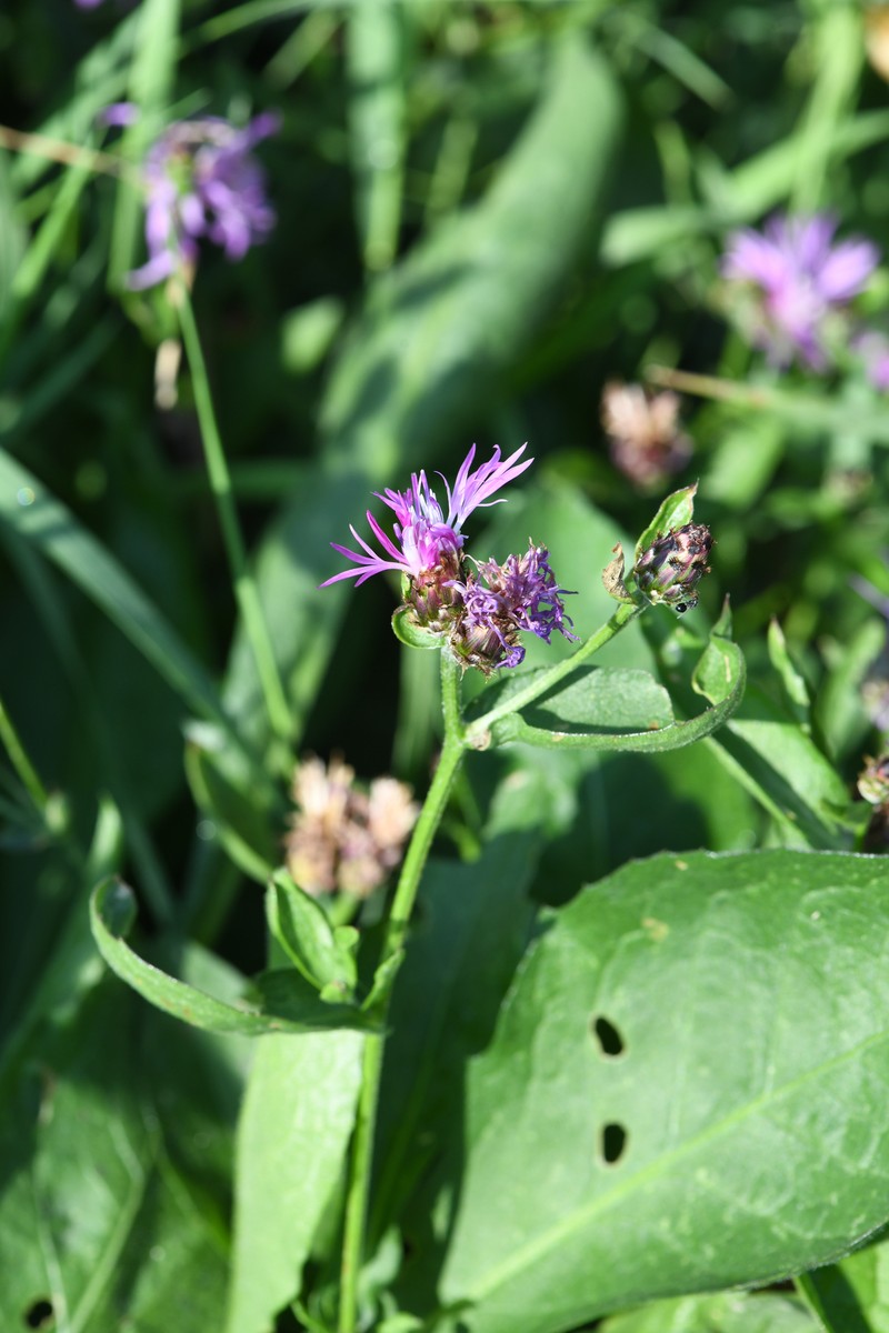 Centaurea nigrescens subsp. nigrescens photo 3