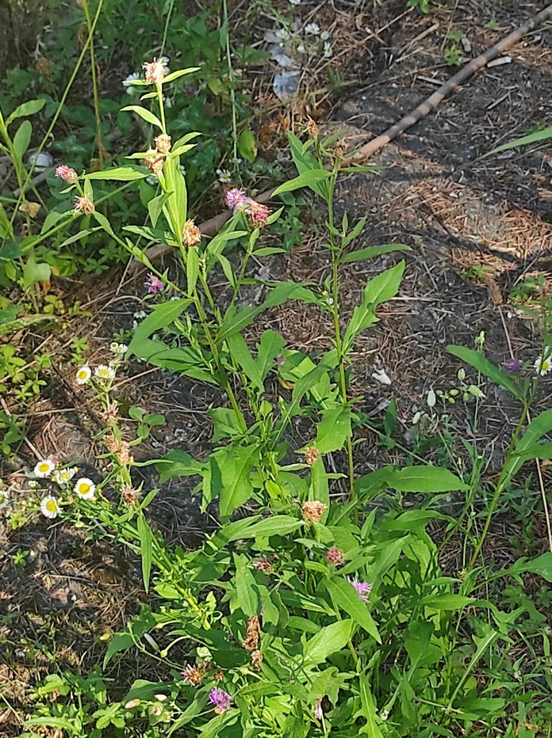 Centaurea nigrescens subsp. pinnatifida
