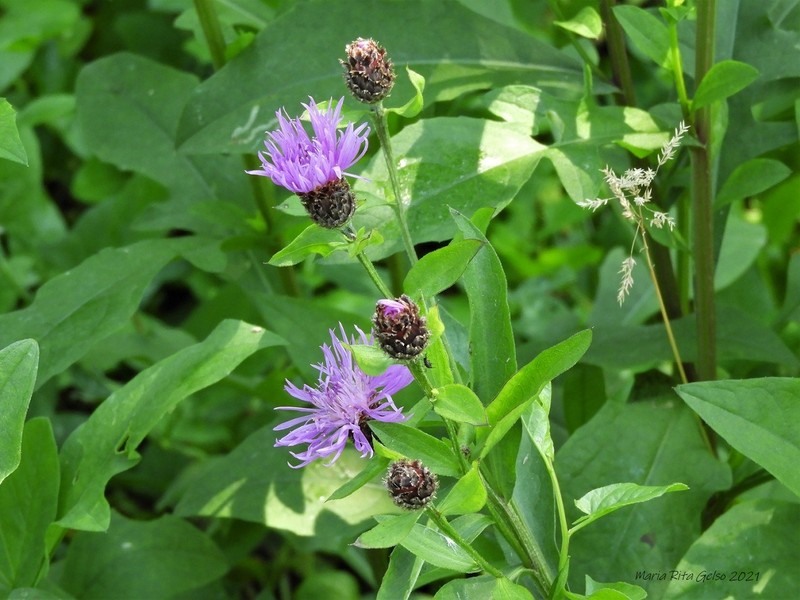 Centaurea nigrescens subsp. pinnatifida photo 2