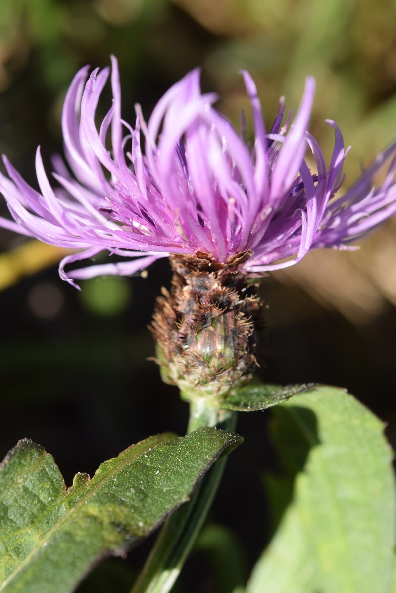 Alpine Knapweed