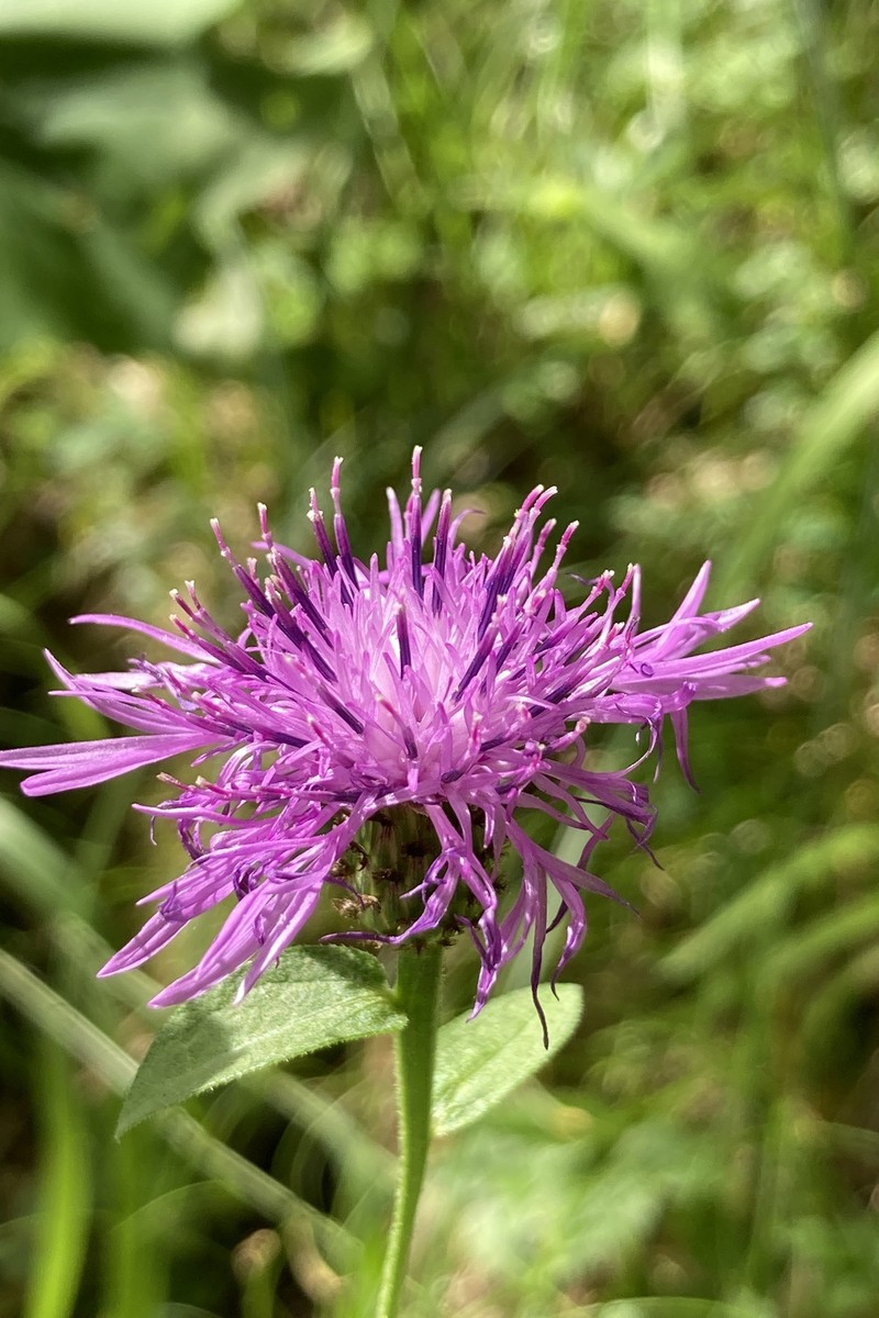 Alpine Knapweed photo 2