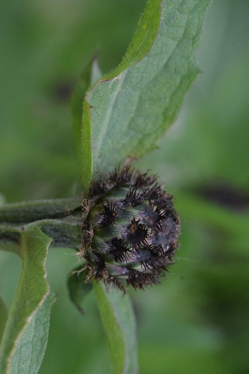 Alpine Knapweed photo 3