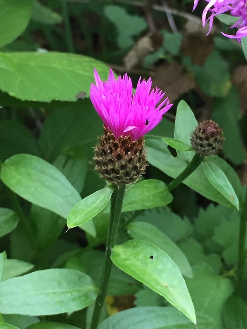 Alpine Knapweed photo 4