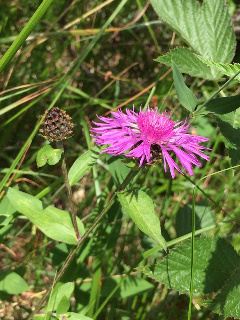 Alpine Knapweed photo 5