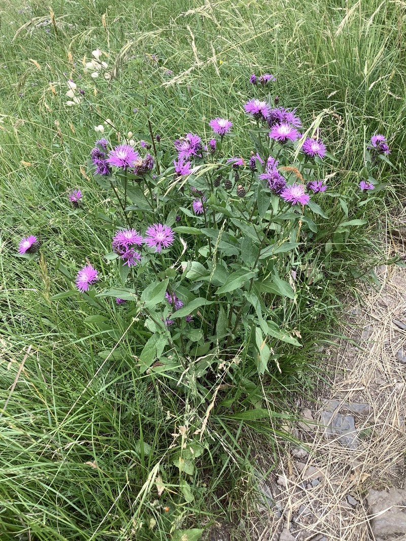 Alpine Knapweed photo 6