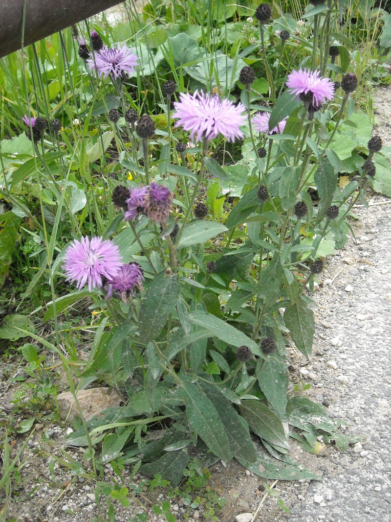 Alpine Knapweed photo 7