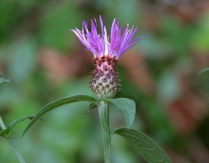 Centaurea nigrescens subsp. vochinensis photo 2