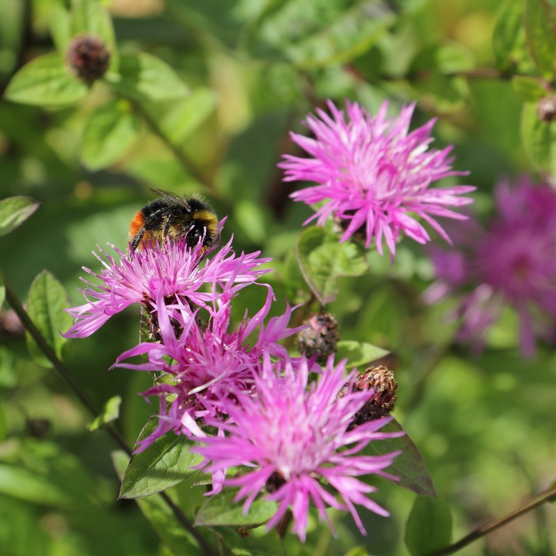 Centaurea nigrescens subsp. vochinensis