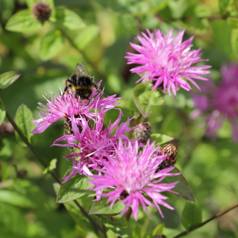 Centaurea nigrescens subsp. vochinensis photo 4