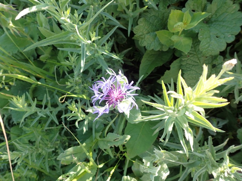 Centaurea nigrofimbria