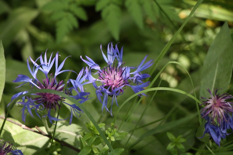 Centaurea nigrofimbria photo 2