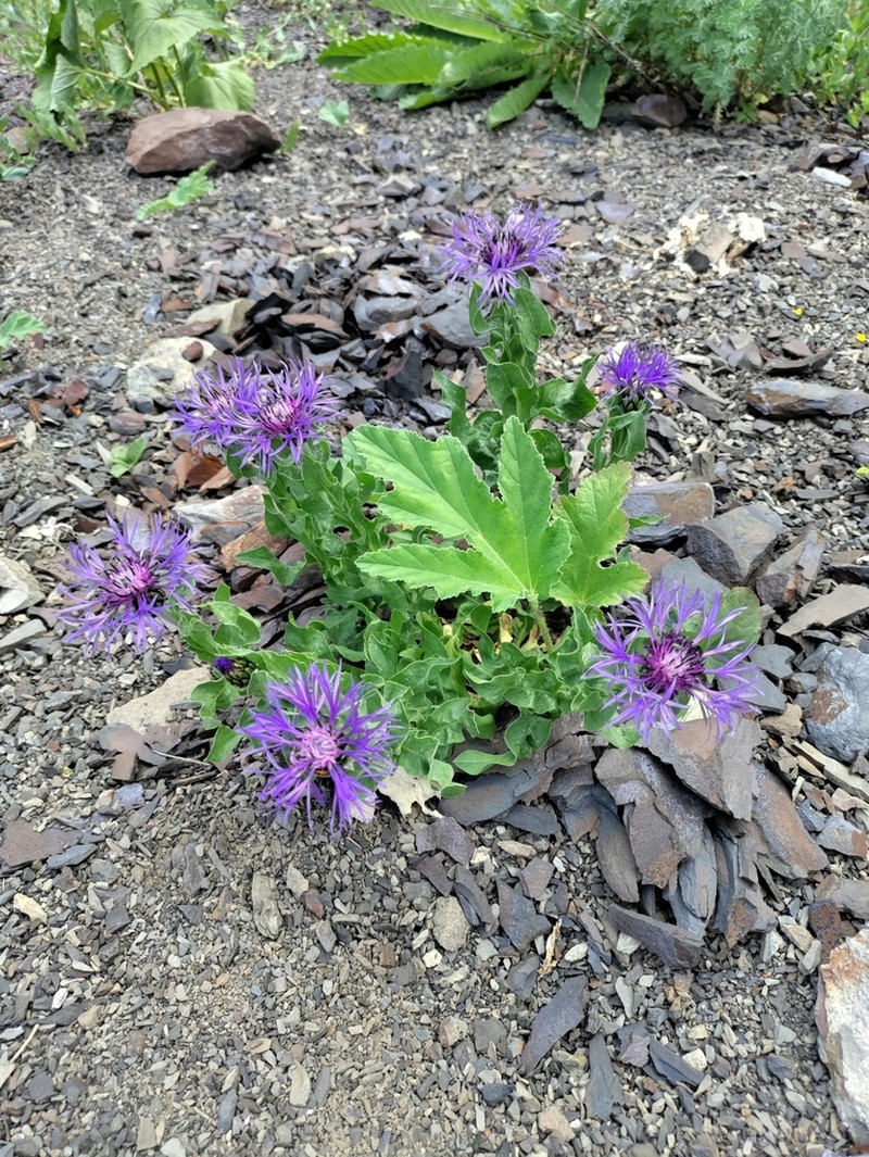 Centaurea nigrofimbria photo 3